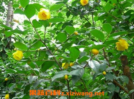 Ұ���𻨲��Ҷ�Ĺ�Ч������