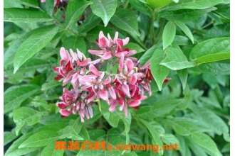 Ѫ���ٵĹ�Ч������ Ѫ���ٵ�ҩ�ü�ֵ