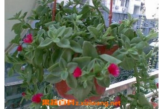 �ں������ҩ�ü�ֵ�빦Ч