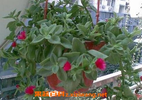 �ں������ҩ�ü�ֵ