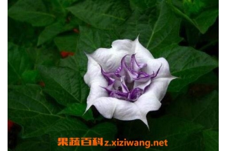 �����޵Ĺ�Ч�����ü�ҩ�ü�ֵ