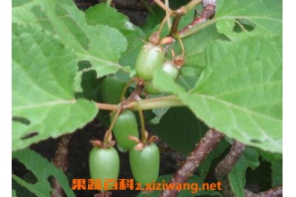 �����Ӫ����ֵ ����Ĺ�Ч����
