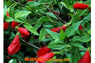 ���廨����ֳ������ע������