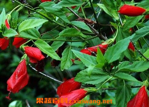 ���廨����ֳ������ע������