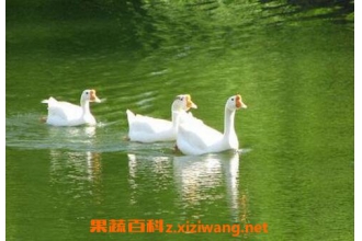 �쵨֭�Ĺ�Ч��ҩ�ü�ֵ
