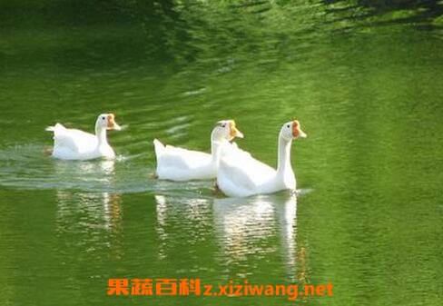 �쵨֭�Ĺ�Ч