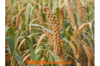 �ڼ����������빦Ч