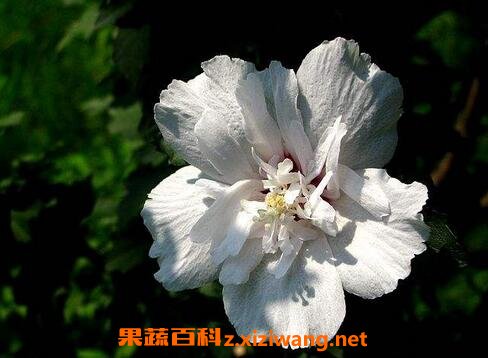 ɳĮ÷������ֳ����