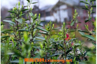 �껨������ʲô�� �껨���