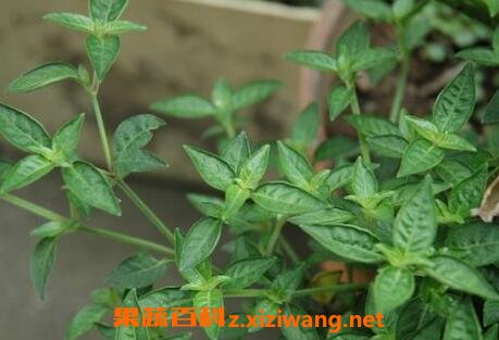 ����Ӣ�Ĺ�Ч������ ����Ӣ��ҩ�ü�ֵ