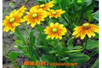 ���յĲ��溦����
