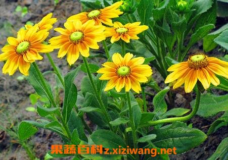 ���յĲ��溦����
