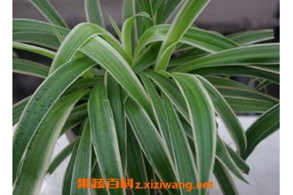 ��Ҷ��������ֳ������ע������
