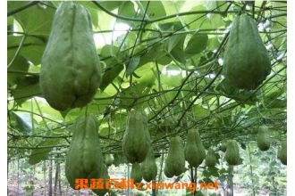 ���ֹ�����ҩ�ü�ֵ�빦Ч