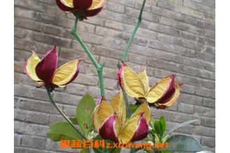 �޻�Ƥ�Ĺ�Ч��ҩ�ü�ֵ