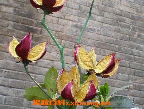�޻�Ƥ�Ĺ�Ч��ҩ�ü�ֵ