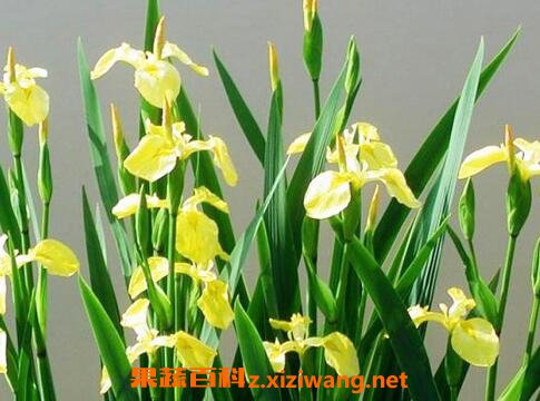 ��Ǯ�ѵĹ�Ч������