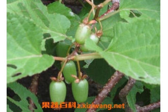 ����⨺�����ô�ó� ����⨺��ҵĳԷ�����