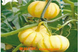 �ɵ��ϵĳ������溦����Щ �ɵ��ϵĲ��溦����