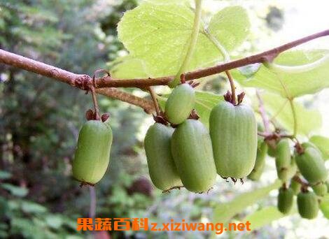 �����ӵ�Ӫ����ֵ �����ӵĹ�Ч������
