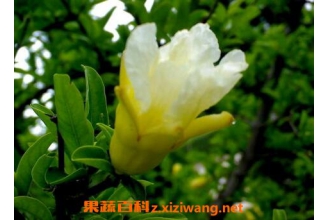 �׻�ʯ������ҩ�ü�ֵ�빦Ч