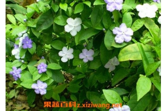 ˫ɫ������ô�� ˫ɫ�������ֳ������ע������