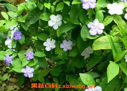 ˫ɫ�������ֳ������ע������
