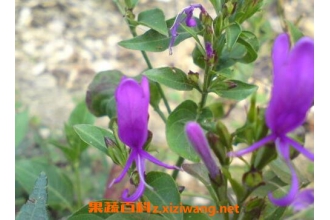 ����Ӣ�Ĺ�Ч������ ����Ӣ�Ľ���