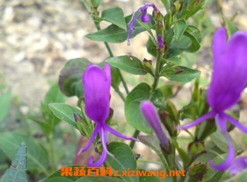����Ӣ�Ĺ�Ч������ ����Ӣ�Ľ���