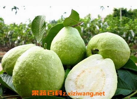 ���ַ�ʯ����ô����
