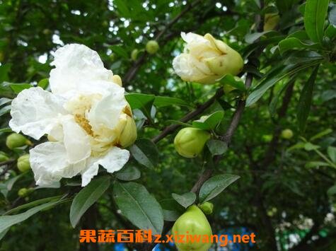 �׻�ʯ��Ĺ�Ч������ �׻�ʯ���ҩ�ü�ֵ