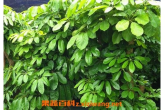 ��Ҷɡ��ô�� ��Ҷɡ����ֳ����