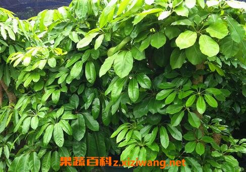 ��Ҷɡ��ô�� ��Ҷɡ����ֳ����