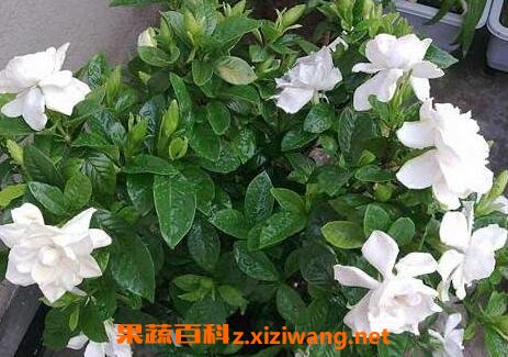 ���ӻ�Ҷ�ӷ�����ʲôԭ�� ���ӻ�Ҷ�ӷ��ƵĽ���취