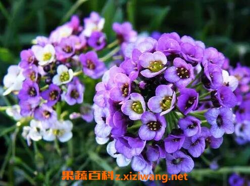 ��ѩ�����ֳ������ע������