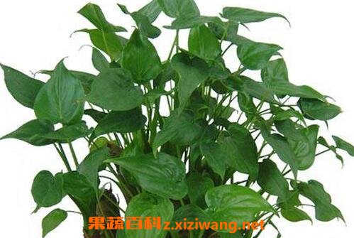 ��ˮ��������ֳ����������