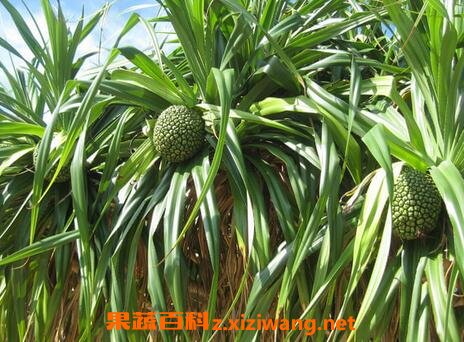 �ٲ��ܸ��Ĺ�Ч �ٲ��ܸ���ҩ�ü�ֵ