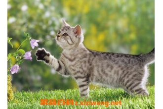 èͷ�ǵĹ�Ч������ èͷ�ǵ�ҩ�ü�ֵ