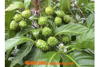 �����Ĺ�����ô�� �������ӵĳԷ�����