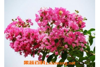 ��ޱ���Ĳ��溦���η�