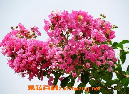 ��ޱ���Ĳ��溦���η�