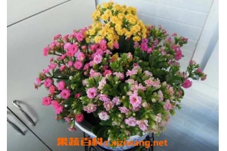 ���ٻ�����ֳ�����Ͳ��溦����