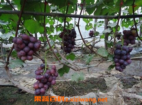 �������ѵ���ֳ�����Ͳ��溦����