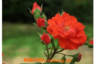�¼������溦����Щ �¼��������溦����