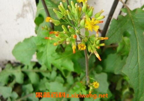 �ѹ�Ӣ�Ĺ�Ч������ �ѹ�Ӣ��ҩ�ü�ֵ
