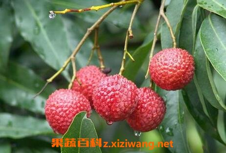 ��֦�Ĺ�Ч������ ��֦��ҩ�ü�ֵ
