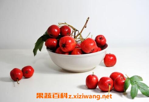 ɽ髵Ĺ�Ч������ ɽ髵�ҩ�ü�ֵ