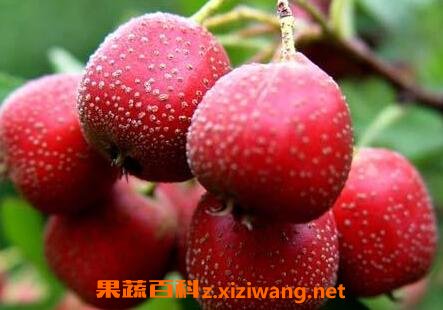 ɽ髵Ĺ�Ч������ ɽ髵�ҩ�ü�ֵ