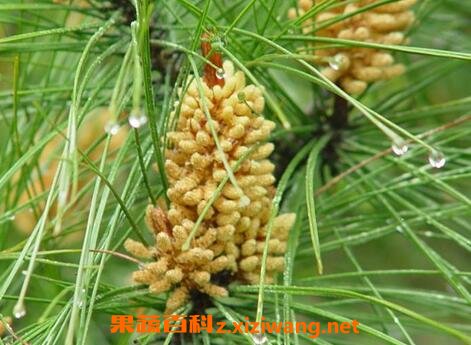 �ɻ��۵Ĺ�Ч������ �ɻ��۵�ҩ�ü�ֵ