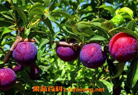 ���ӵĹ�Ч������ ���ӵ�ҩ�ü�ֵ